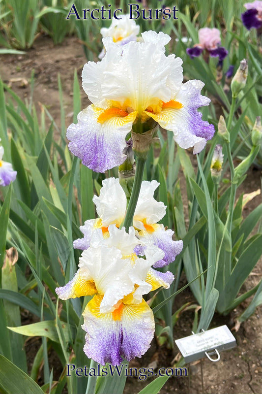 ARCTIC BURST - 2008 - TB - Fragrant