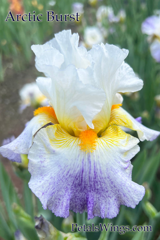 ARCTIC BURST - 2008 - TB - Fragrant