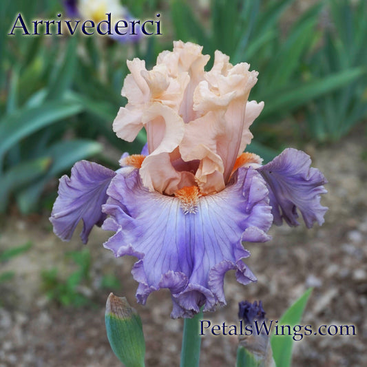 ARRIVEDERCI - 2014 - TB