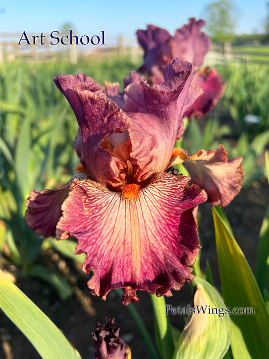 ART SCHOOL - 2016 - TB