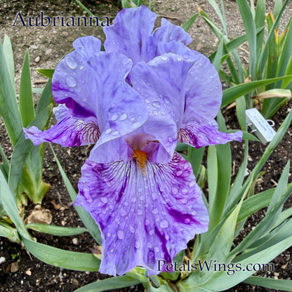 AUBRIANNA  - 2024 - TB - Fragrant - Broken Color