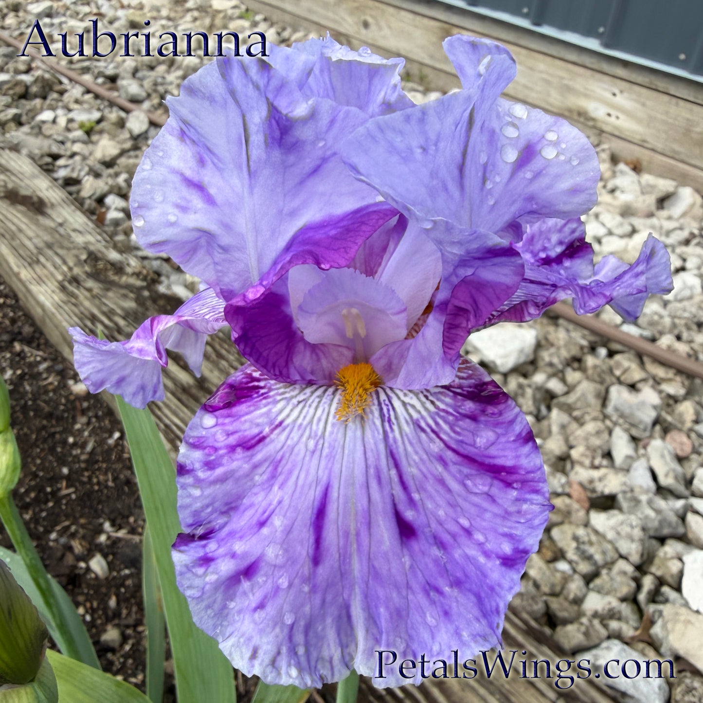 AUBRIANNA  - 2024 - TB - Fragrant - Broken Color