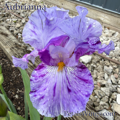 AUBRIANNA  - 2024 - TB - Fragrant - Broken Color
