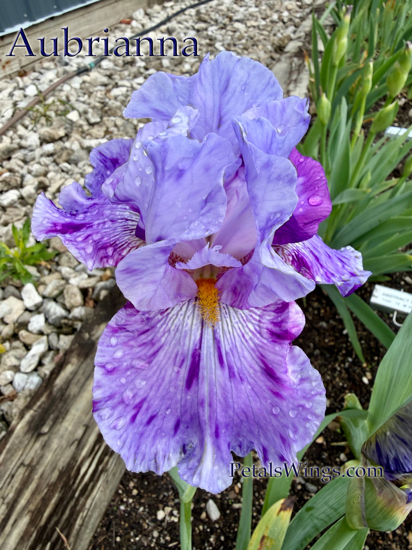 AUBRIANNA  - 2024 - TB - Fragrant - Broken Color
