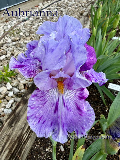 AUBRIANNA  - 2024 - TB - Fragrant - Broken Color