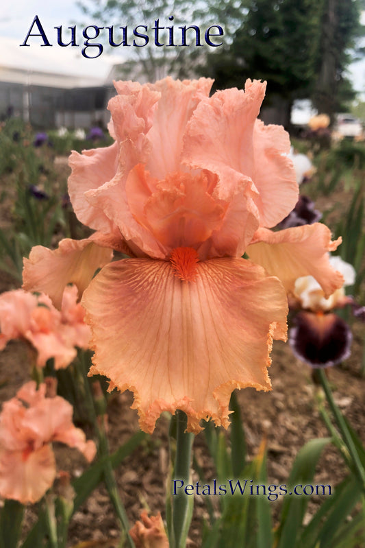 AUGUSTINE - 2005 - TB- Fragrant