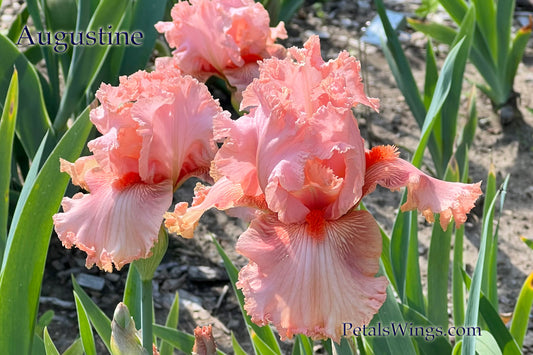 AUGUSTINE - 2005 - TB- Fragrant