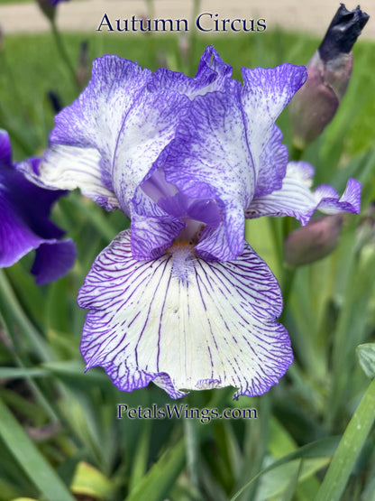 AUTUMN CIRCUS- 1990 - TB - Reblooming