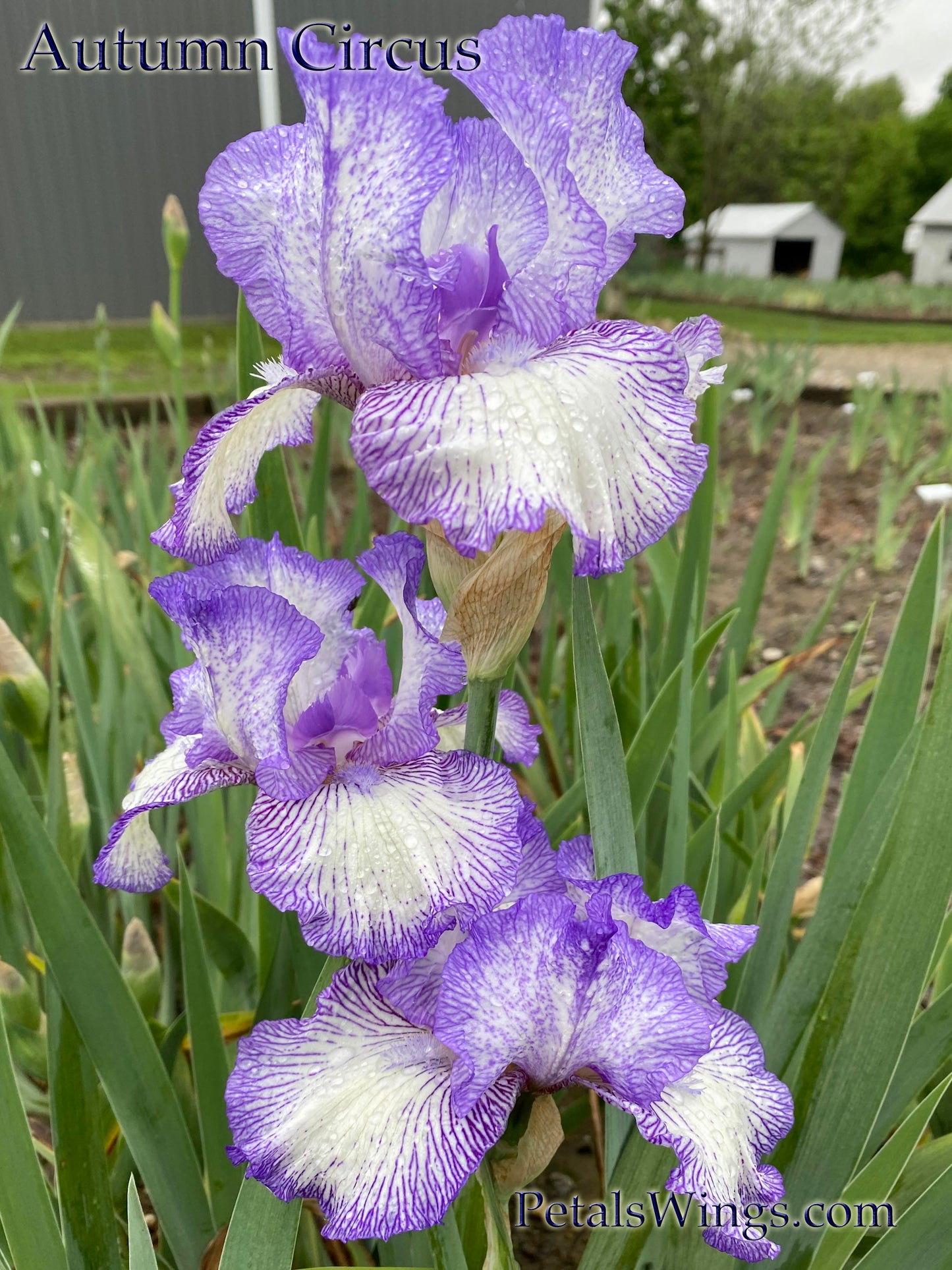 AUTUMN CIRCUS- 1990 - TB - Reblooming