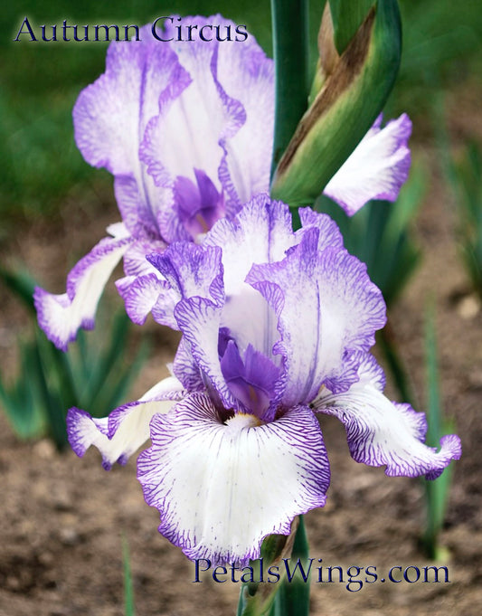 AUTUMN CIRCUS- 1990 - TB - Reblooming