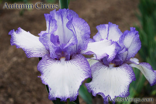 AUTUMN CIRCUS- 1990 - TB - Reblooming