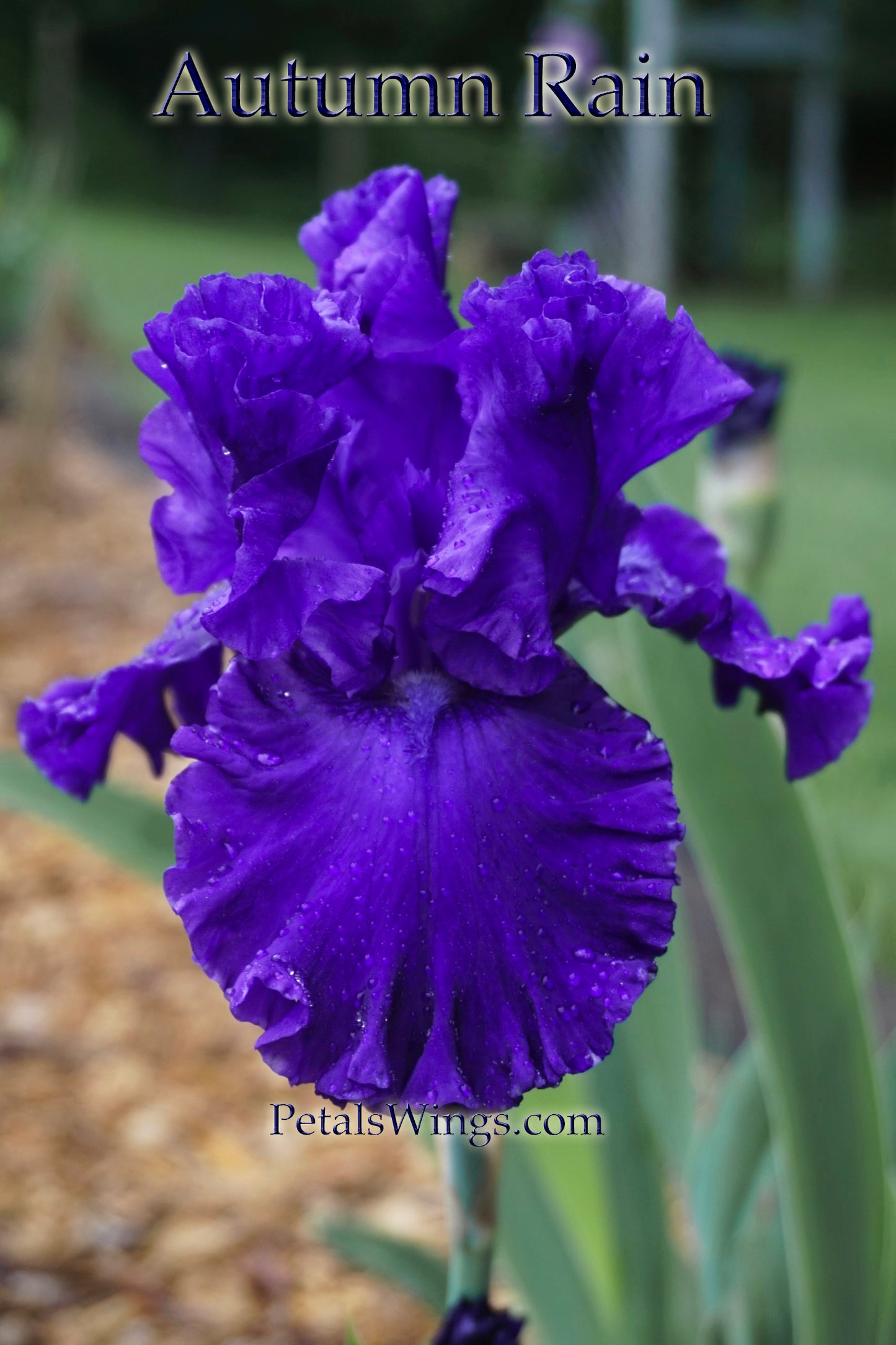 AUTUMN RAIN - 2007 - TB - Reblooming &  Fragrant