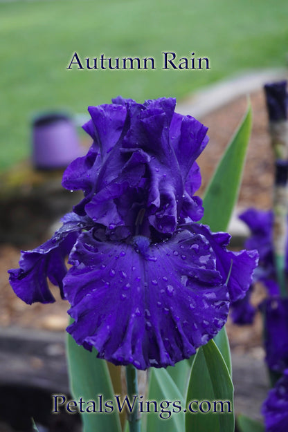 AUTUMN RAIN - 2007 - TB - Reblooming &  Fragrant
