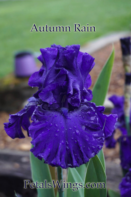 AUTUMN RAIN - 2007 - TB - Reblooming &  Fragrant