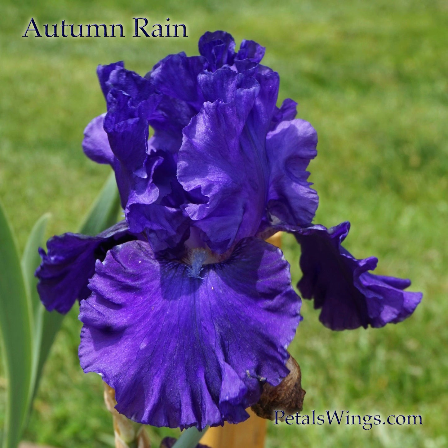 AUTUMN RAIN - 2007 - TB - Reblooming &  Fragrant