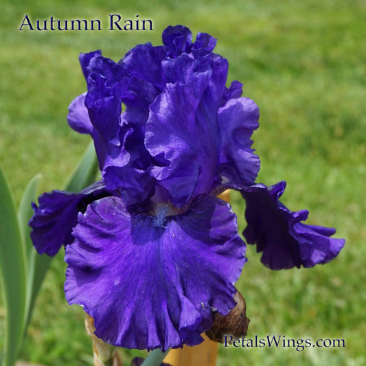 AUTUMN RAIN - 2007 - TB - Reblooming &  Fragrant