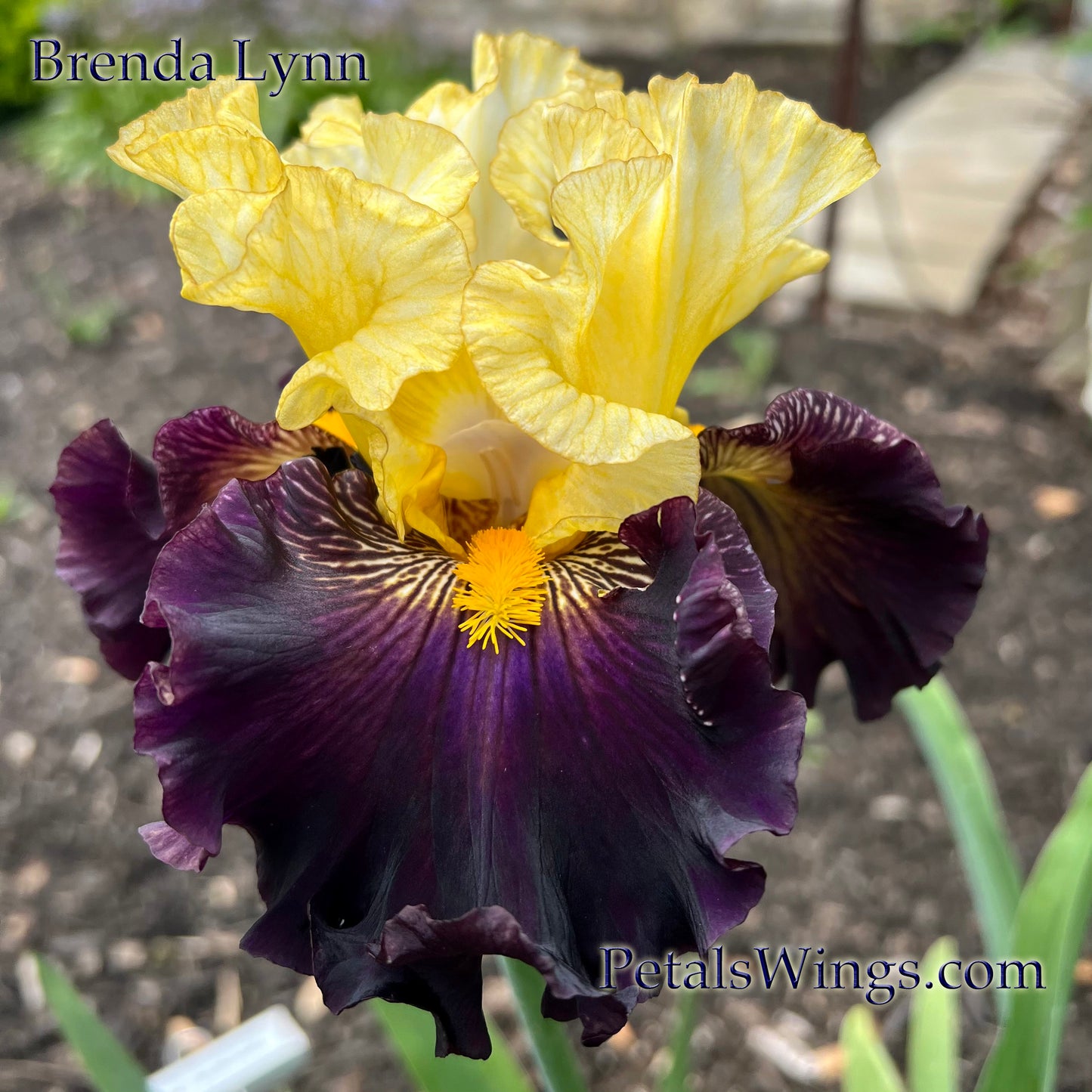 BRENDA LYNN - 2024 - TB - Fragrant