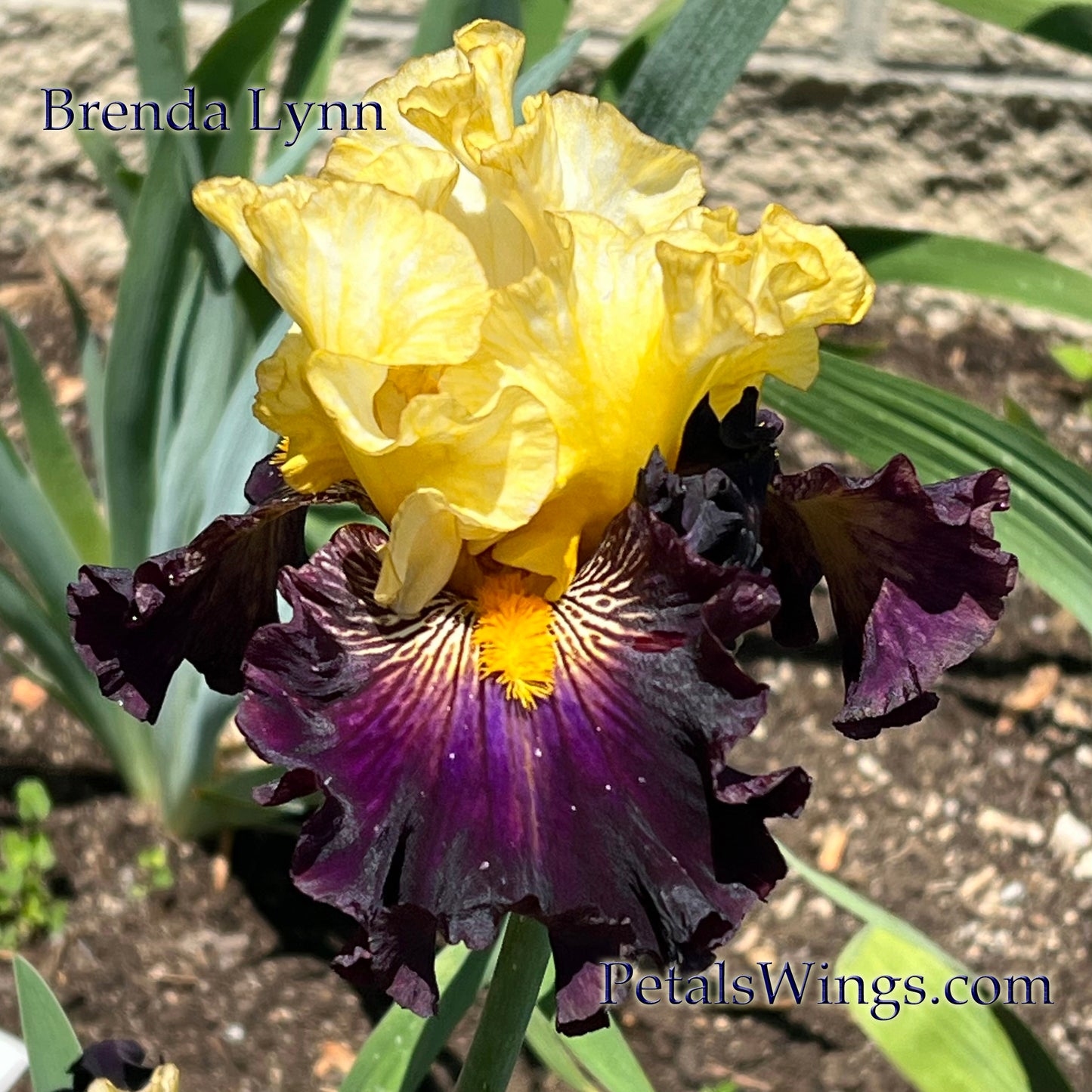 BRENDA LYNN - 2024 - TB - Fragrant