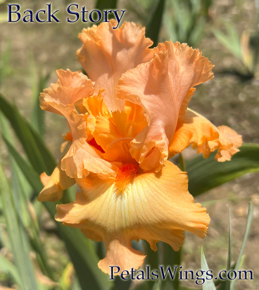 BACK STORY - 2021  Tall Bearded Iris