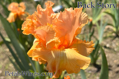 BACK STORY - 2021  Tall Bearded Iris