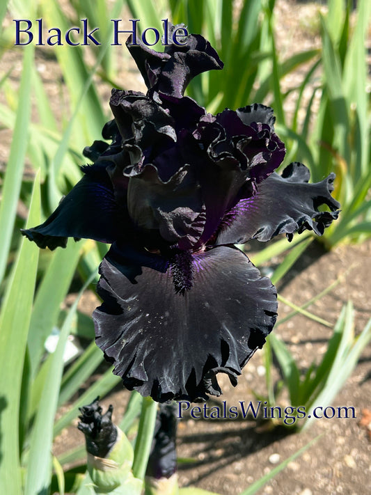 BLACK HOLE - 2019 - TB - Fragrant