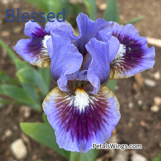 BLESSED - 2021 - SDB - Fragrant