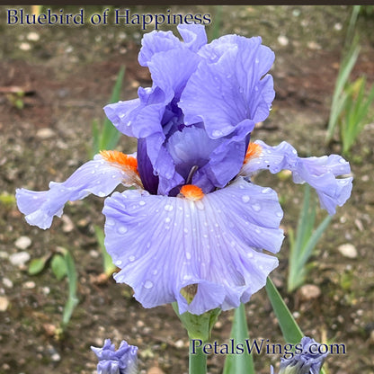 BLUEBIRD OF HAPPINESS - 2012 Tall Bearded Iris
