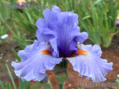 BLUEBIRD OF HAPPINESS - 2012 Tall Bearded Iris