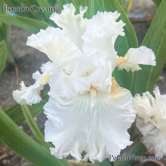 BOSTON CREAM  - 2014 - TB