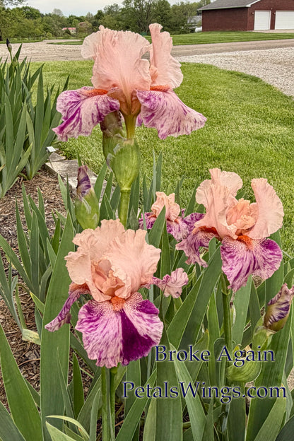 BROKE AGAIN - 2010 - TB - Reblooming
