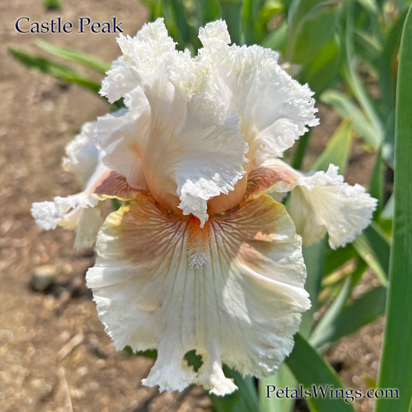 CASTLE PEAK - 2021 Tall Bearded Iris - Fragrant