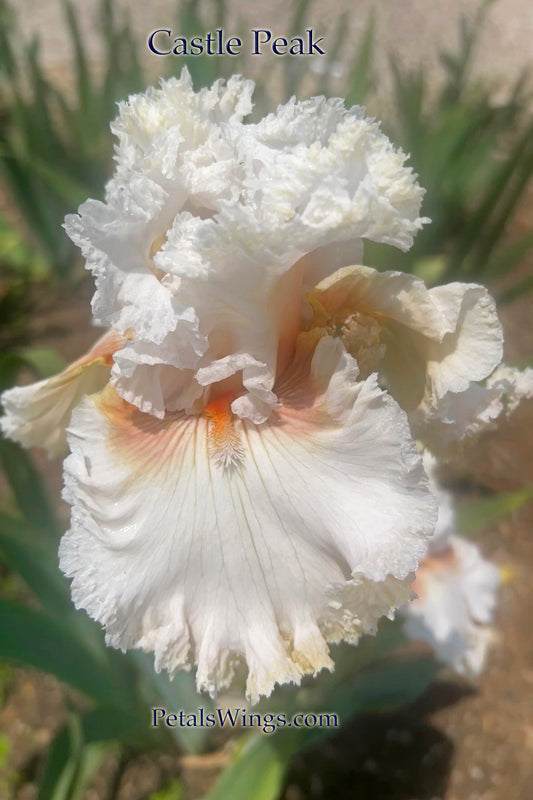 CASTLE PEAK - 2021 - TB - Fragrant