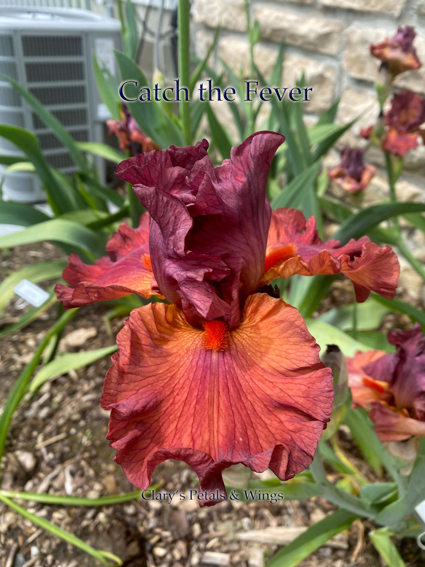 Catch the Fever - Tall Bearded Iris
