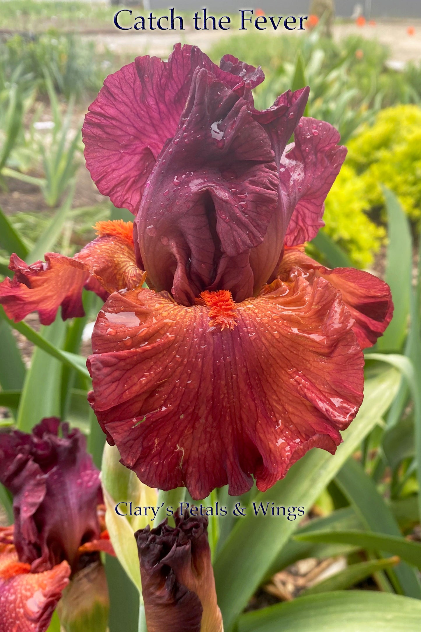 Catch the Fever - Tall Bearded Iris