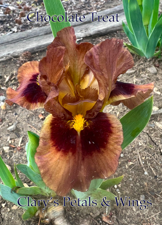 CHOCOLATE TREAT - 2014 - SDB