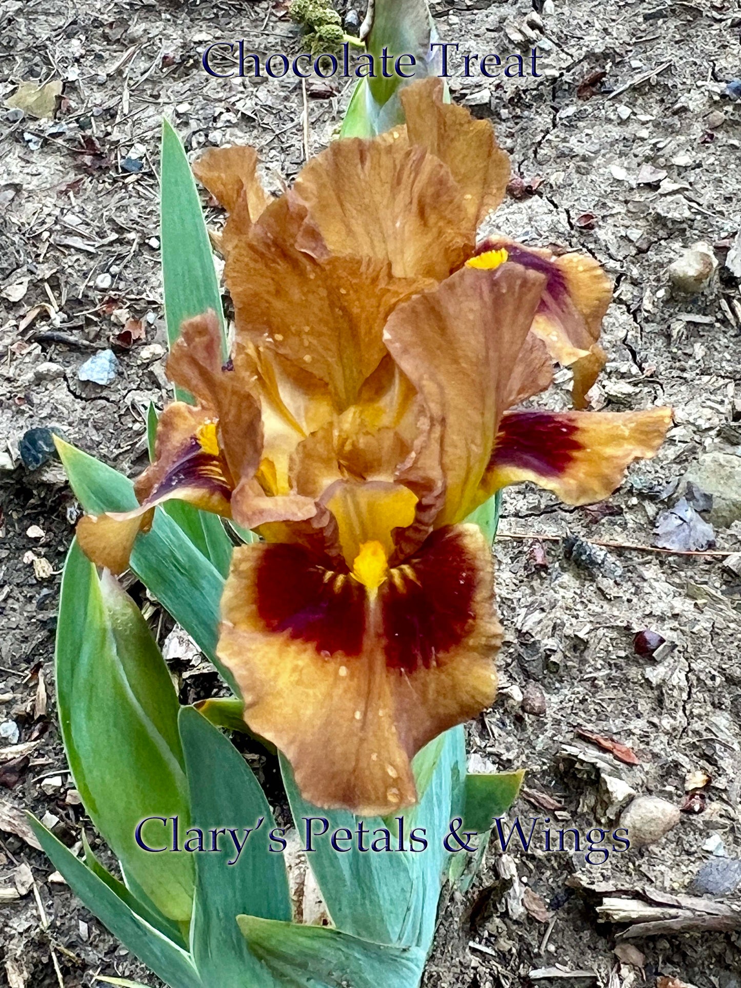 Chocolate Treat - Standard Dwarf Bearded Iris