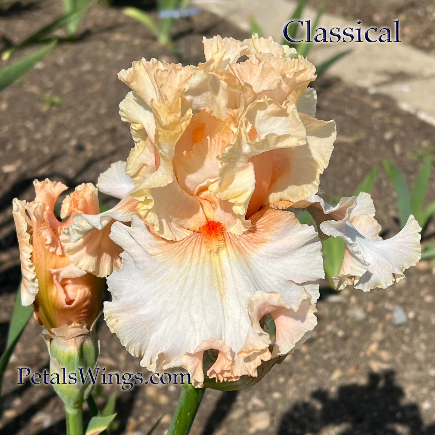 CLASSICAL - 2022 - TB - Fragrant