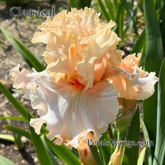 CLASSICAL - 2022 - TB - Fragrant