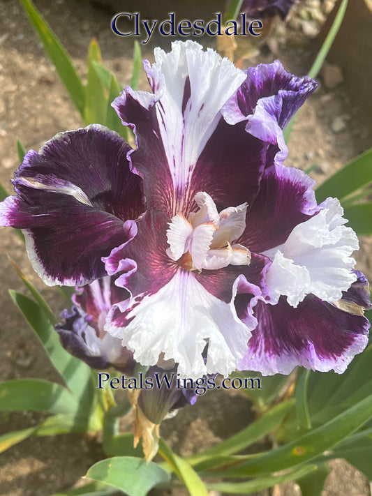 CLYDESDALE - 2014 - TB