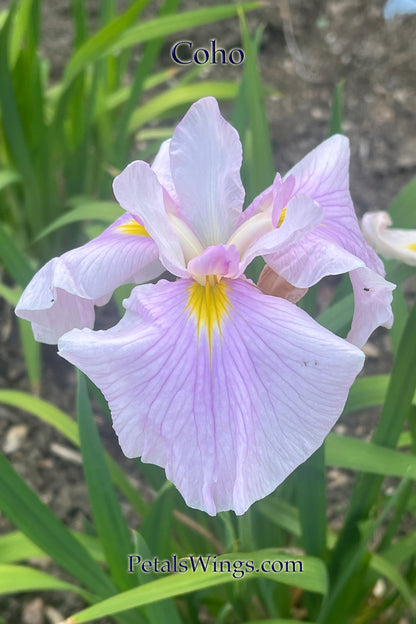 COHO- Ensata Japanese Iris