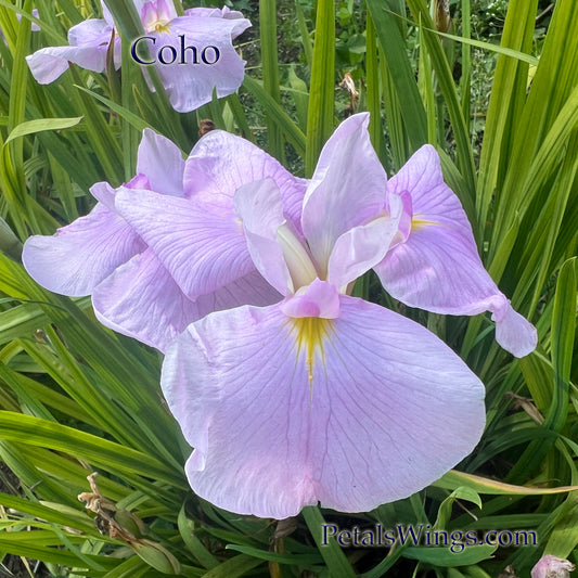COHO- Ensata Japanese Iris