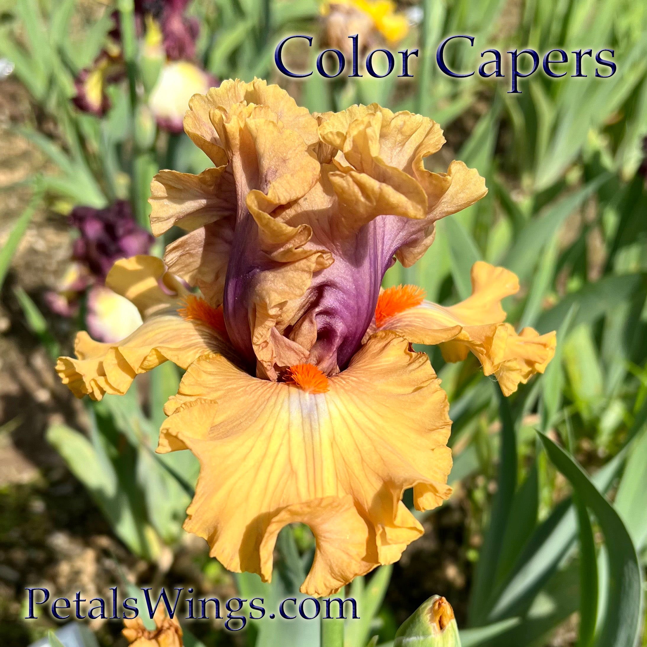COLOR CAPERS - 2020 – PetalsWings