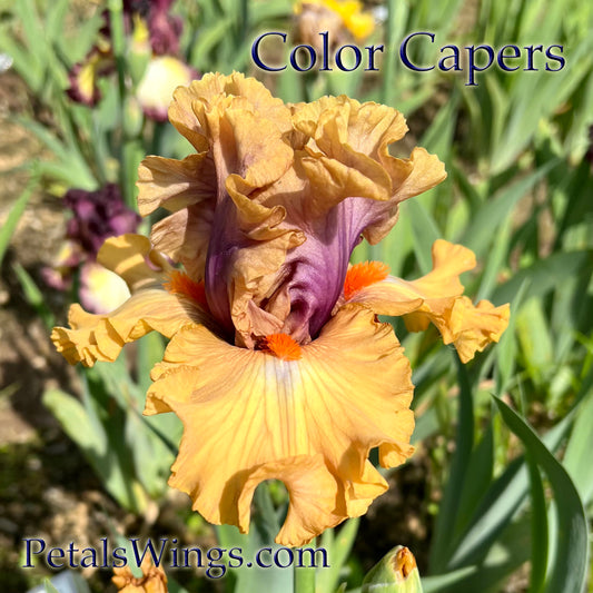 COLOR CAPERS - 2020 - TB