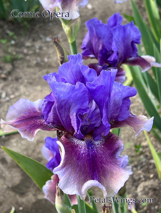 COMIC OPERA - 2006 - TB - Fragrant