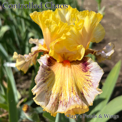 CONTROLLED CHAOS - 2021  Tall Bearded Iris