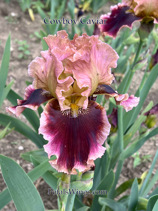 COWBOY CAVIAR - 2013 - TB