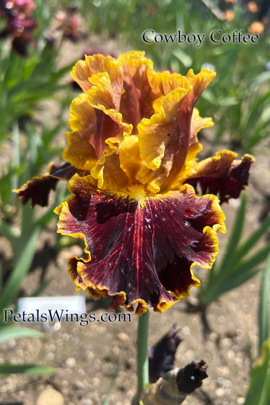 COWBOY COFFEE - 2023 - BB - Fragrant