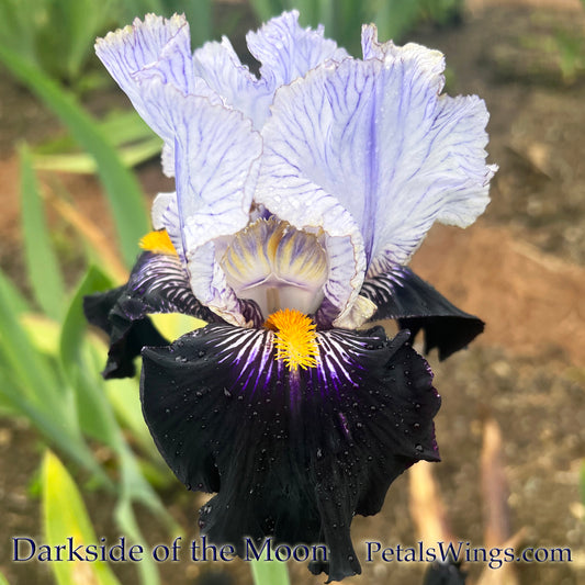 DARKSIDE of the MOON - 2021  Tall Bearded Iris