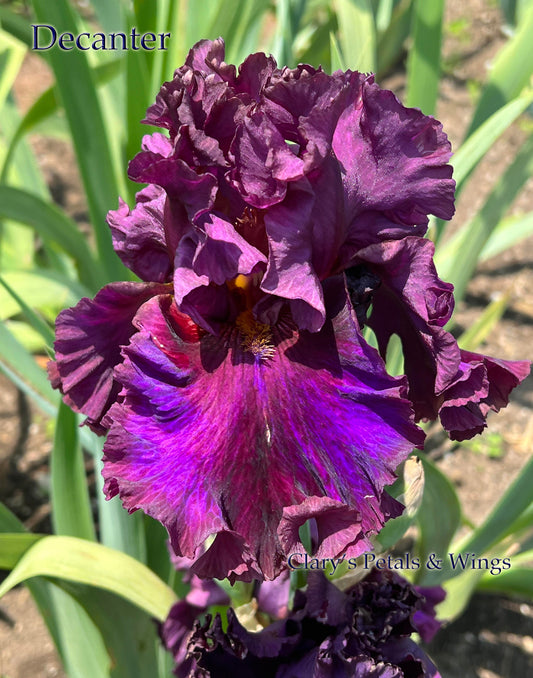 DECANTER - 2021 - TB - Fragrant