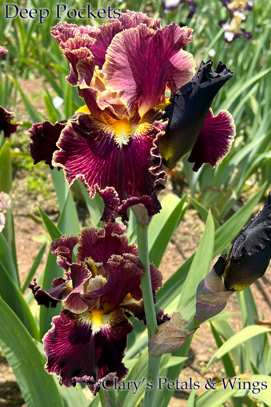 DEEP POCKETS - 2021 - TB